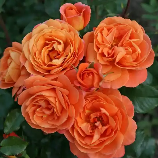 60-70 cm - Trandafiri - Phoenix® - 